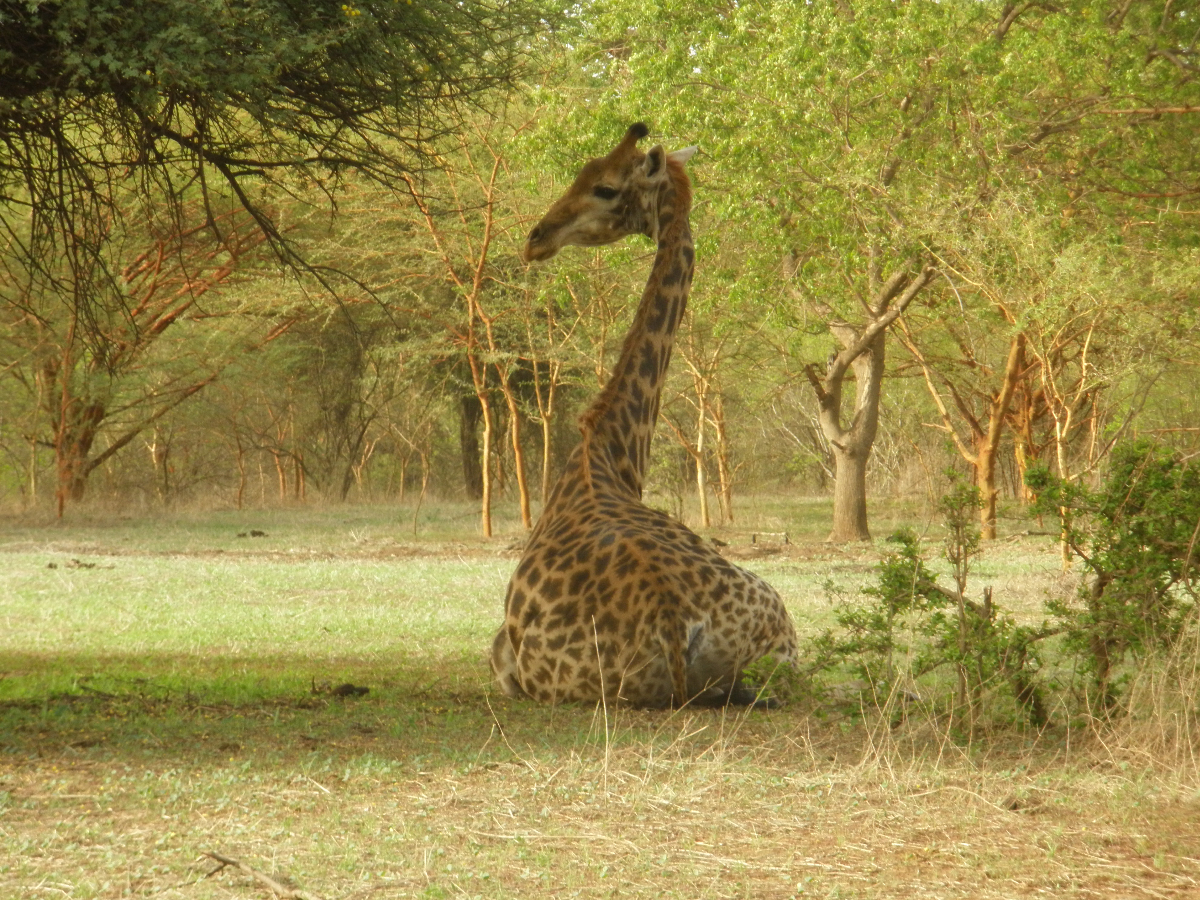 OLYMPUS DIGITAL CAMERA